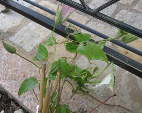 Clematis01.jpg