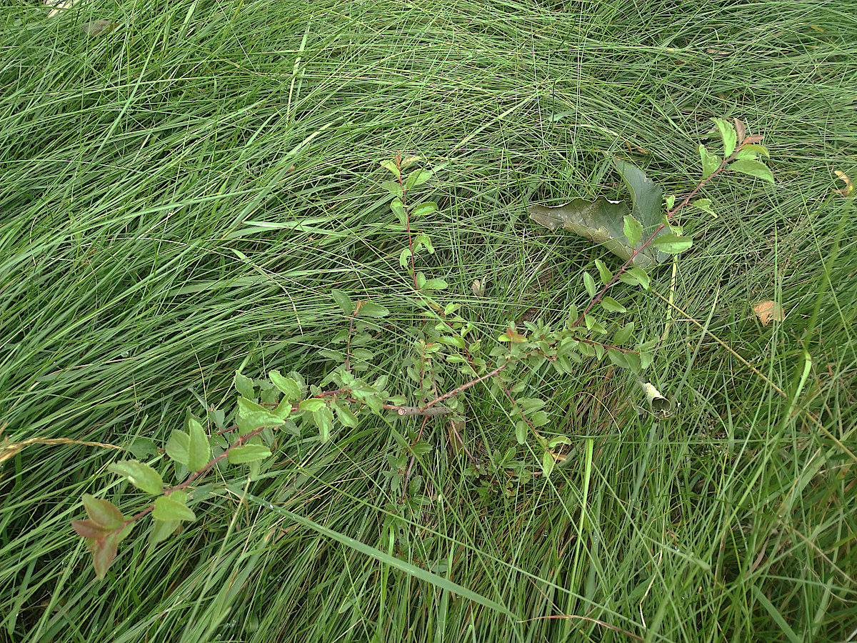 refugium_06.07.26_5.jpg