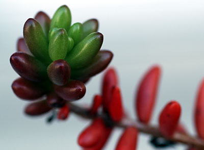sedum_rubrotinctum.jpg