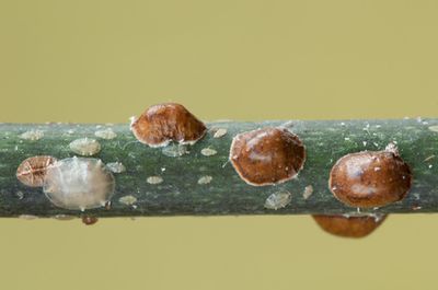 www.lubera.com