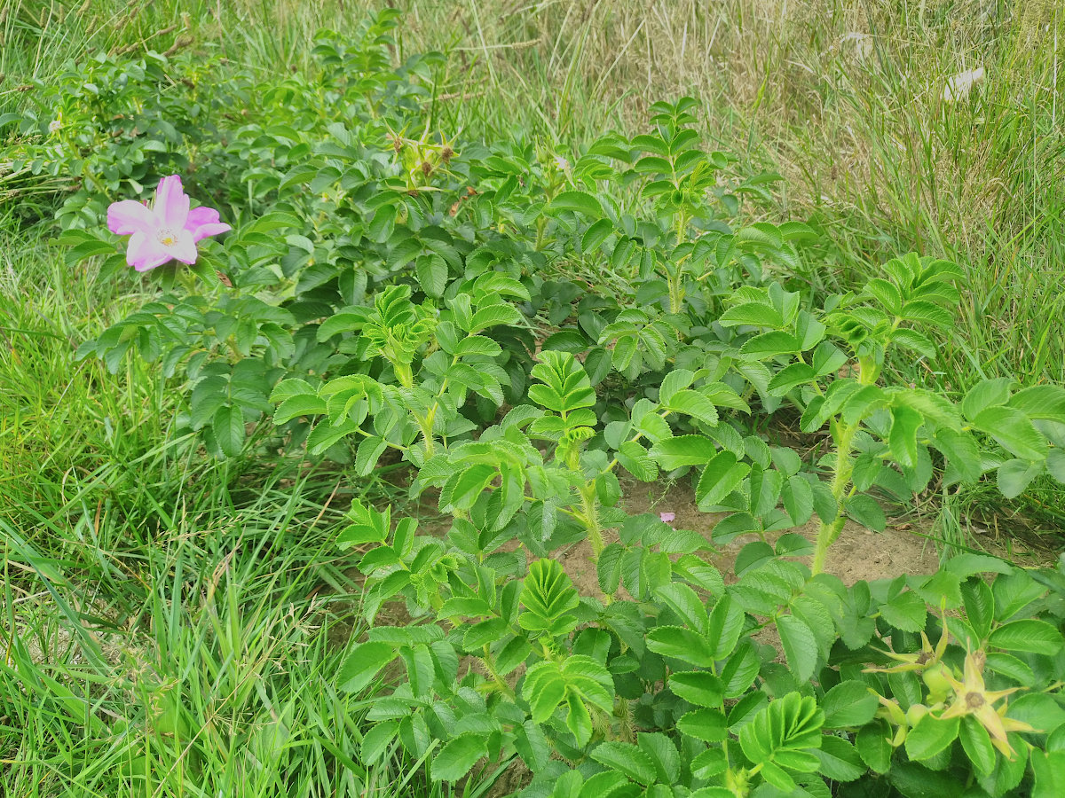 rosen_24.08.26.jpg