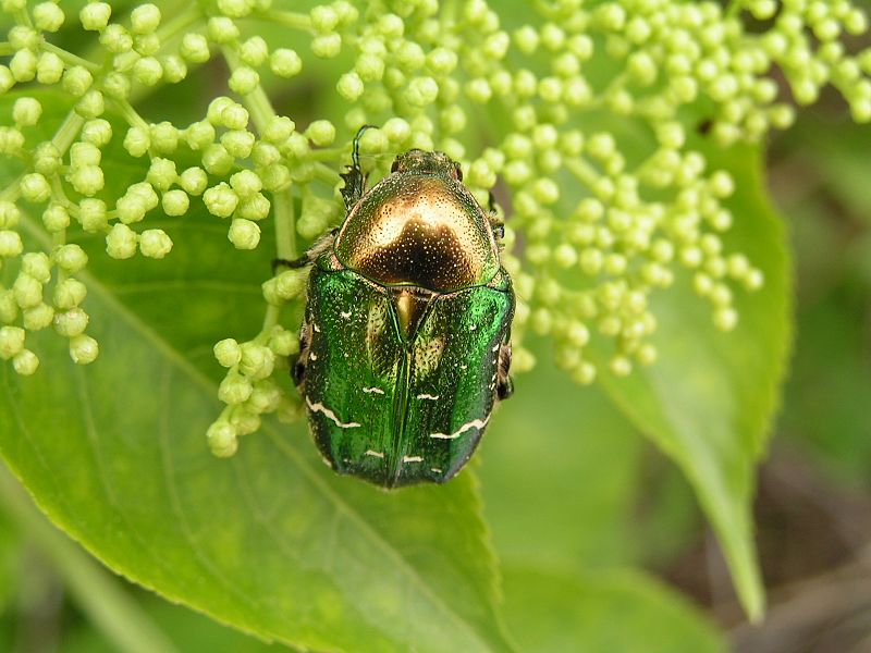 800px-Cetonia_aurata4.jpg