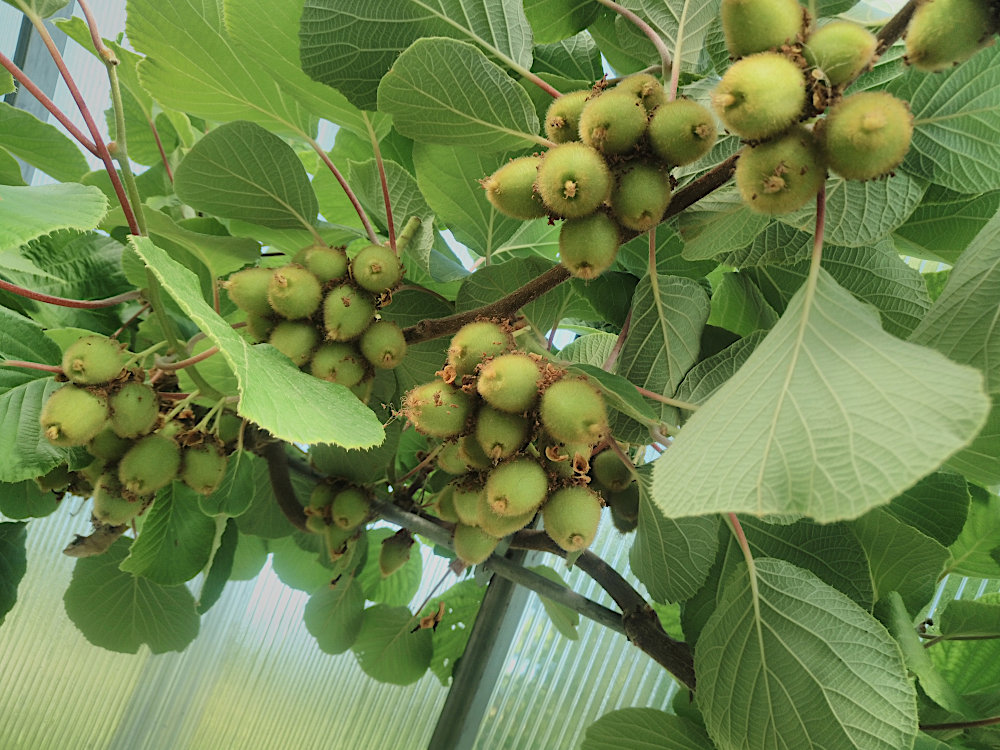 kiwis_13.06.2025.jpg