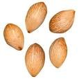 Palm_seeds.jpg