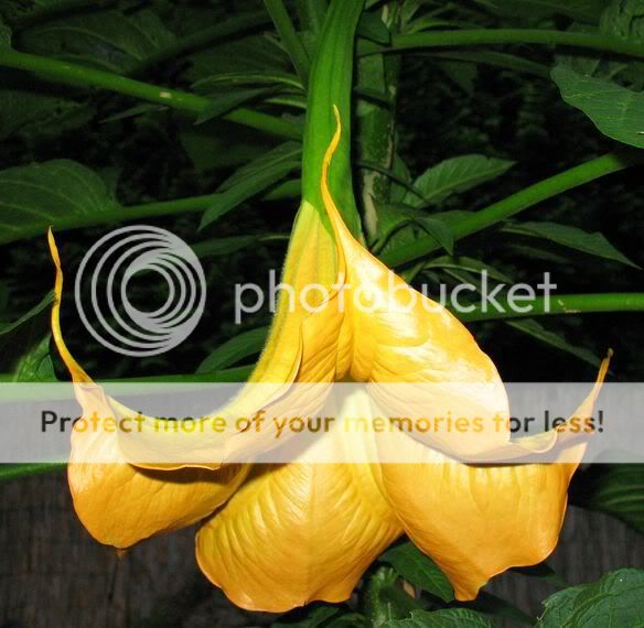 brugmansia240808003.jpg