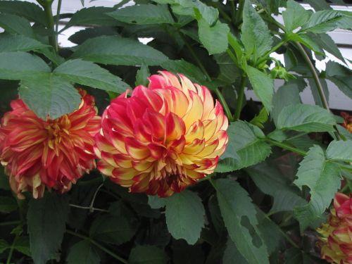 bx493xd08nz6t7lou.jpg