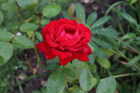 33925406pb.jpg