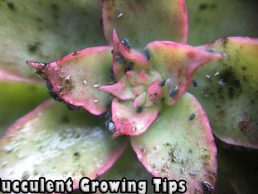 succulentgrowingtips.com