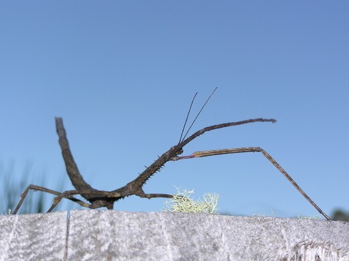 pictureinsect.com