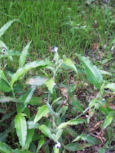 commelina.erecta.habit.jpg