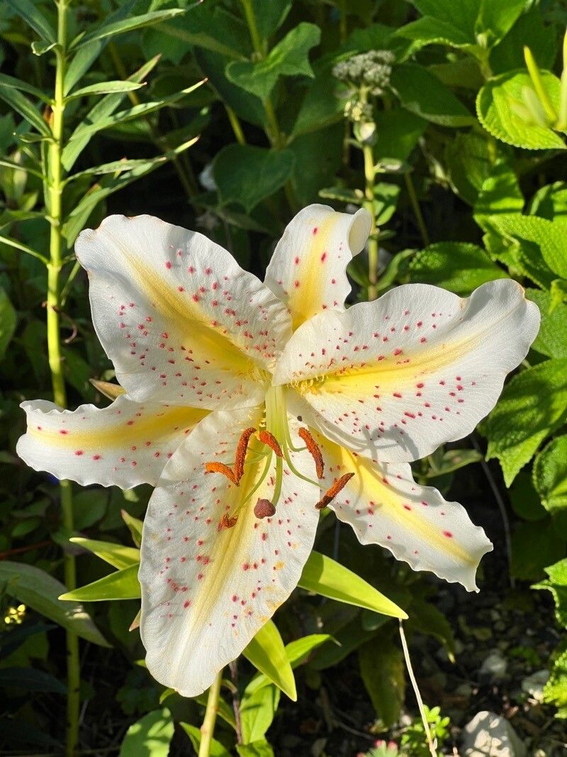 identify.plantnet.org