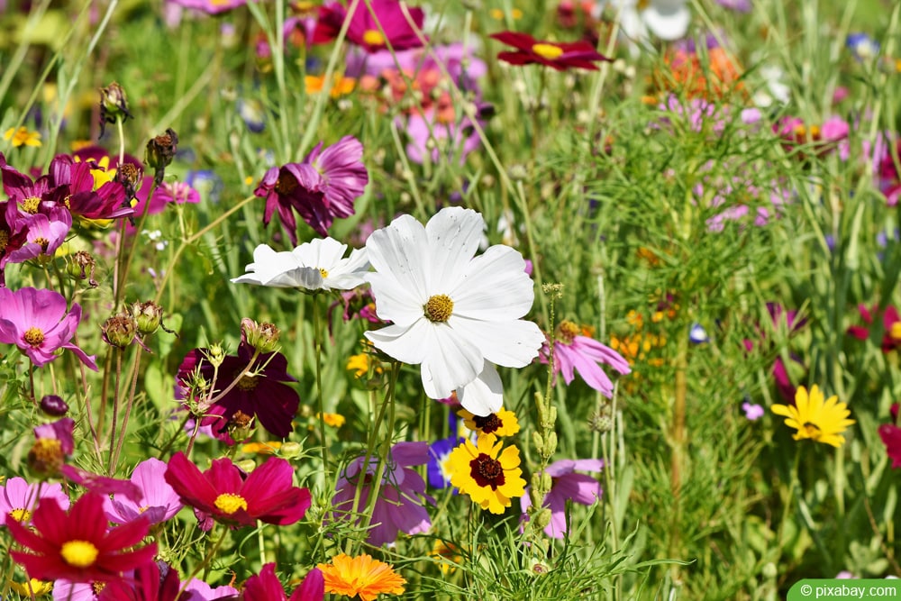 Blumenwiese mehrjährig anlegen