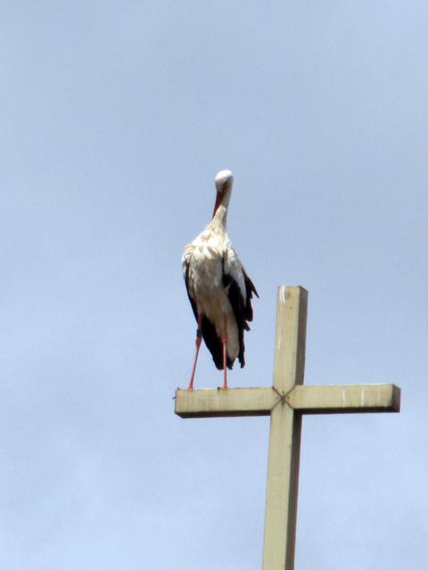 19531917cd.jpg