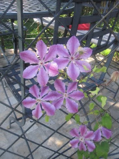 BlumenClematis.jpg