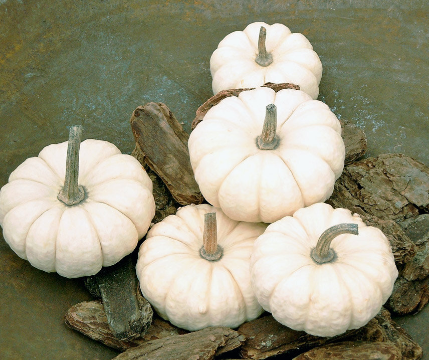 www.bobby-seeds.com