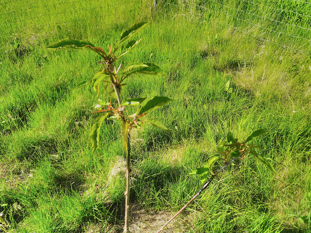 kirschveredelung_25.05.26.jpg