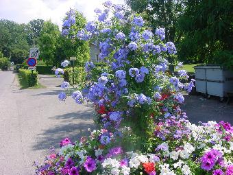 Plumbago.JPG
