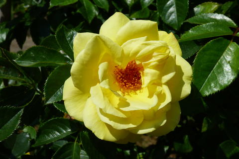 29641332sk.jpg