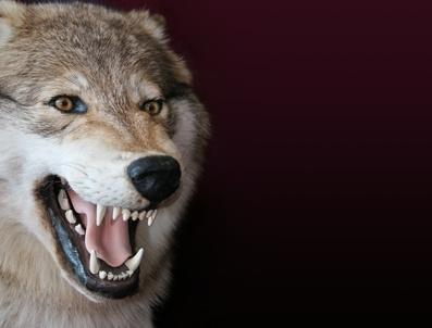 animaatjes-wolven-86768.jpg