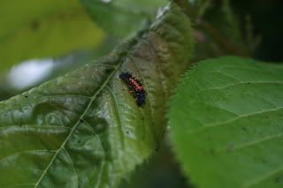 IMG_4334.jpg