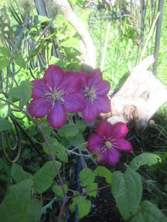 BlumenClematis2.jpg