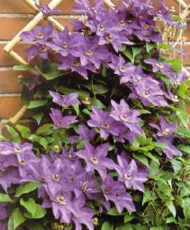 clematis.jpg