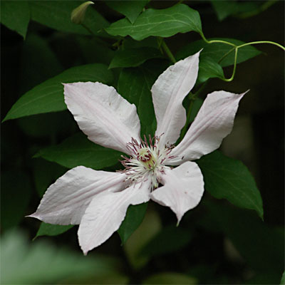 Clematis.jpg