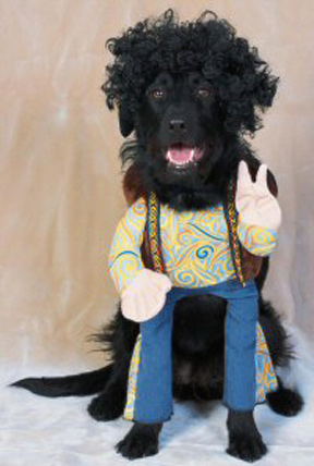 hippie_dog.jpg