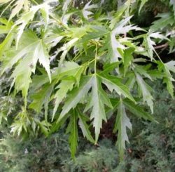2535-acer-saccharinum-f-laciniatum-wieri.jpg