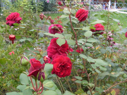 18366574qg.jpg