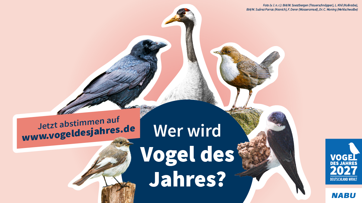 www.vogeldesjahres.de
