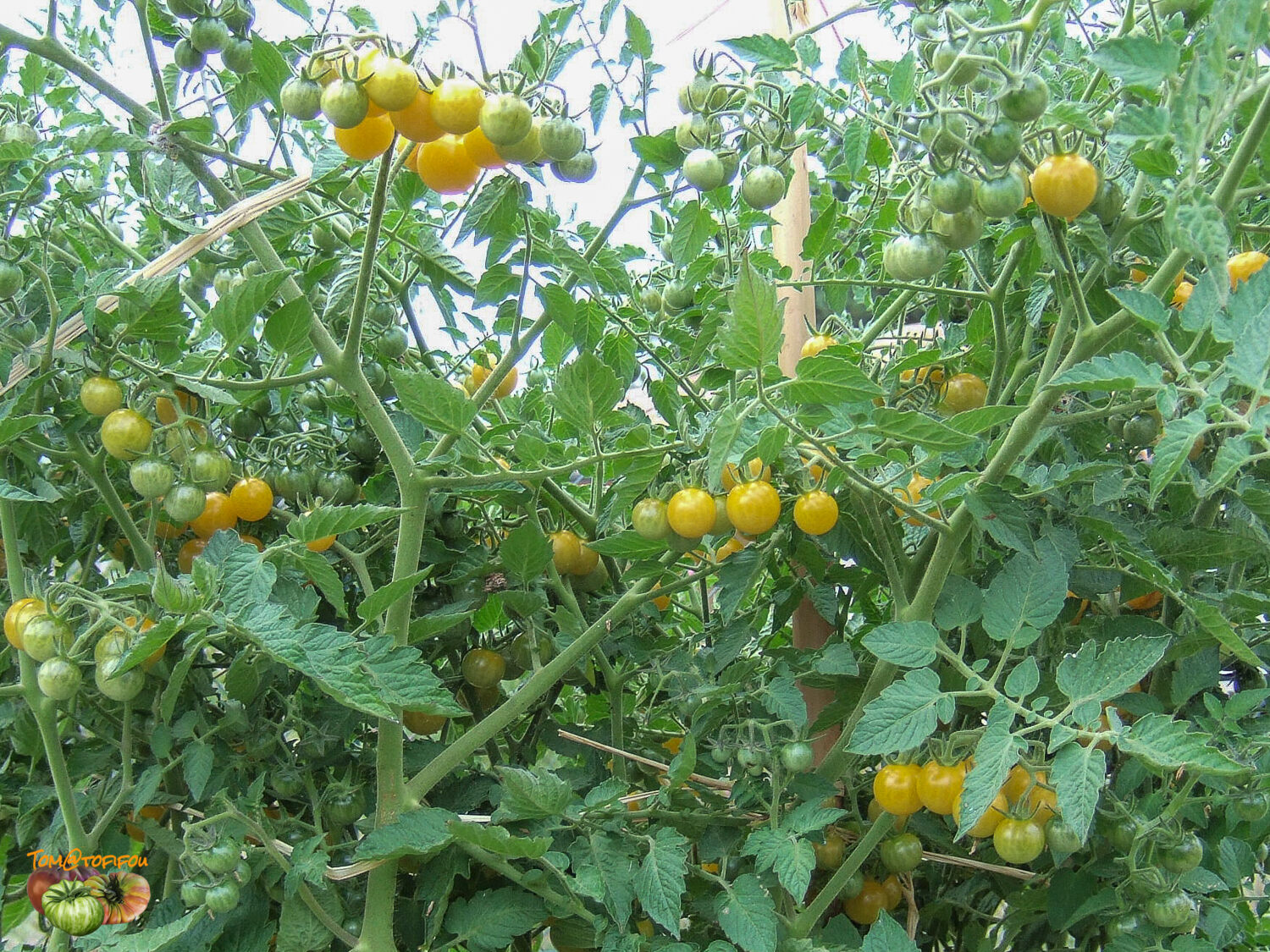www.tomatofifou.com