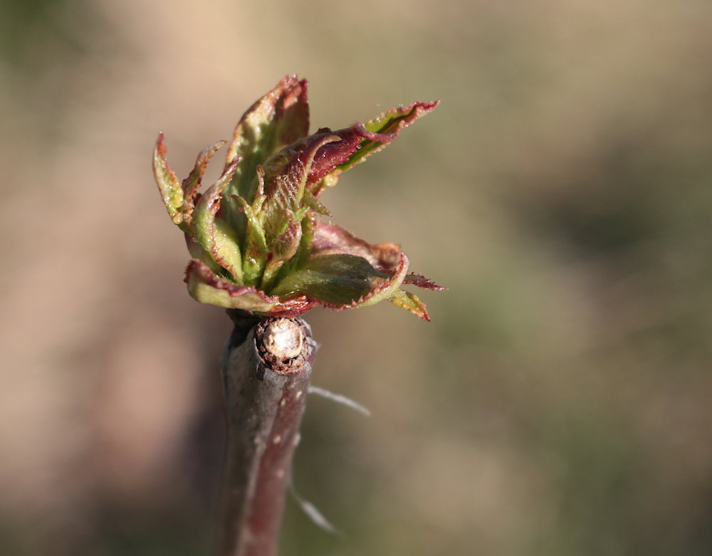 kirschveredelung_01.05.26.jpg