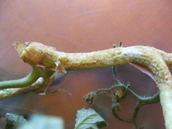 5_maladie20tomate20client20coeur20de20boeuf208_07_2010203_1.jpg