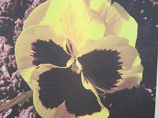 bhlo1n8rdq31k4ue3.jpg