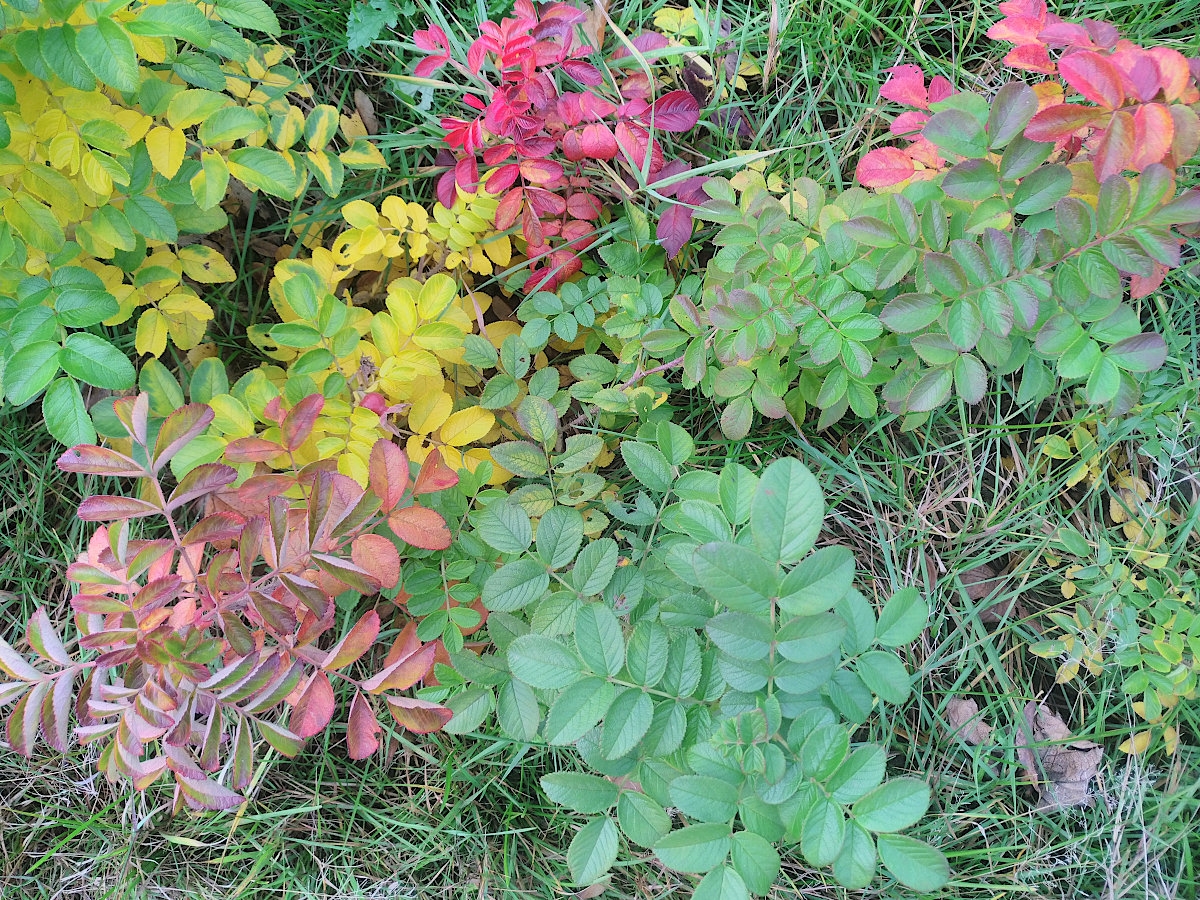 kartoffelrosen_26.10.26.jpg