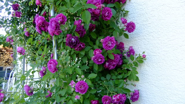 41001785dt.jpg