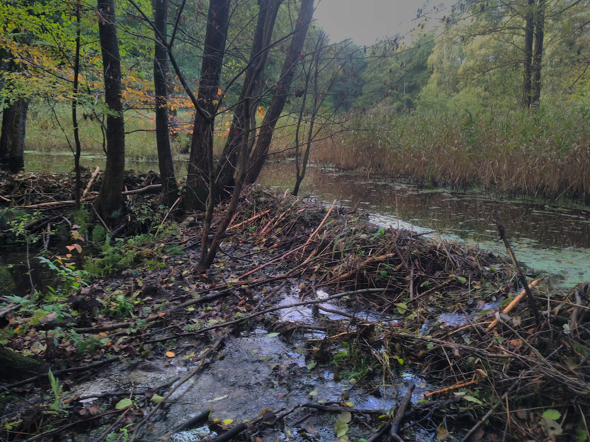biberdamm_20.10.26.jpg