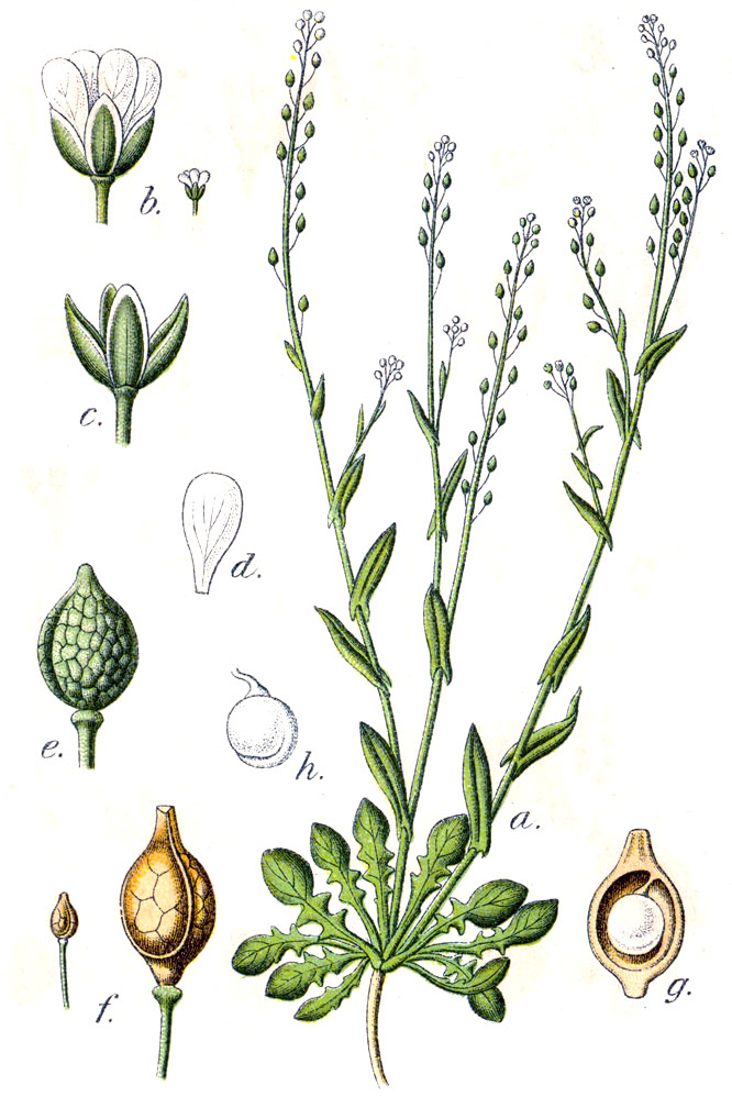 de.wikipedia.org