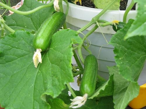 btzcqprqplnotdps8.jpg