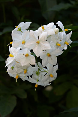 Jasmin-Solanum.jpg