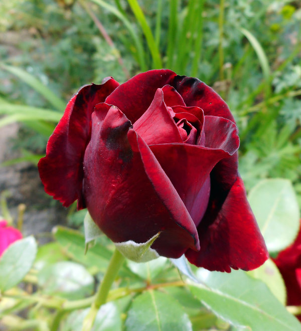 33009946dv.jpg