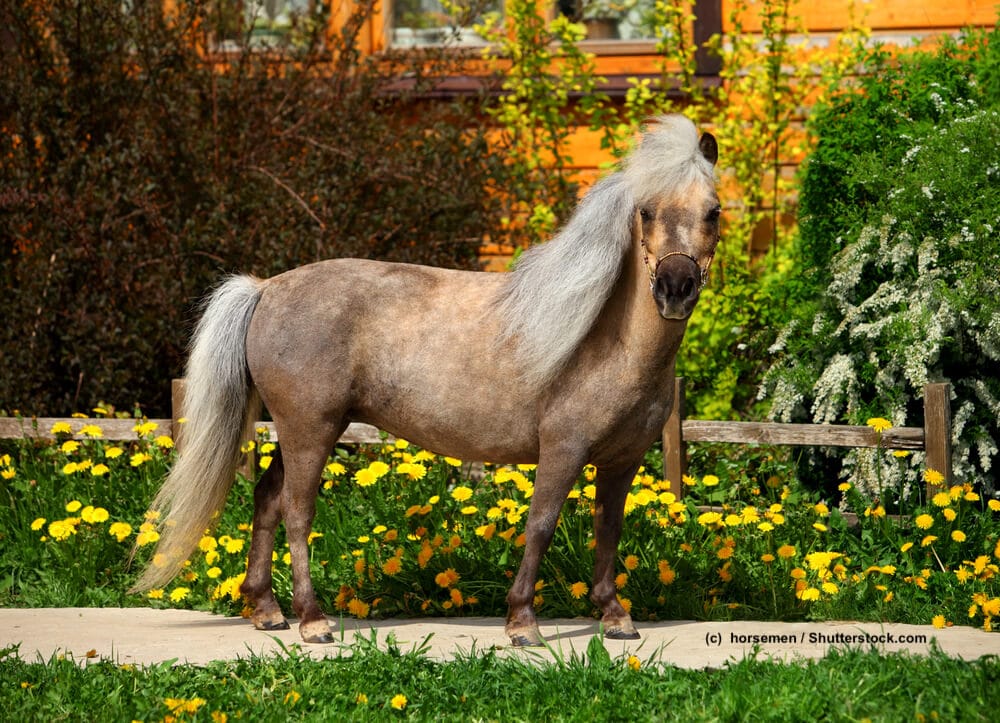 www.haustiermagazin.ch
