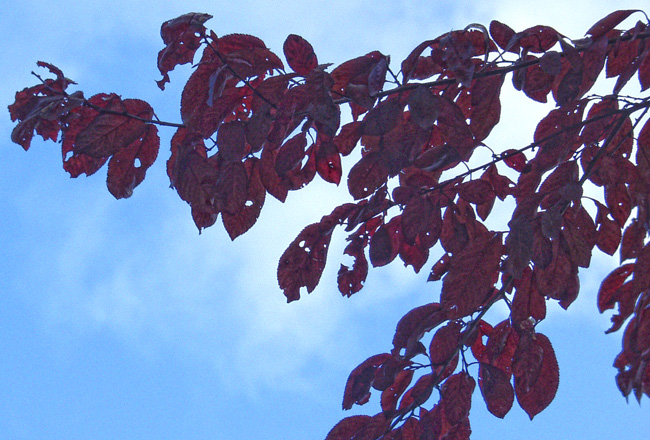 unknown-01-02.jpg