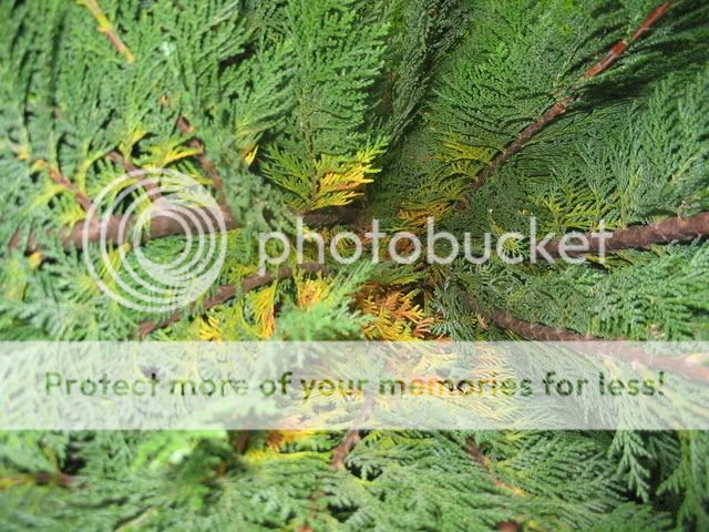 Thuja-1.jpg