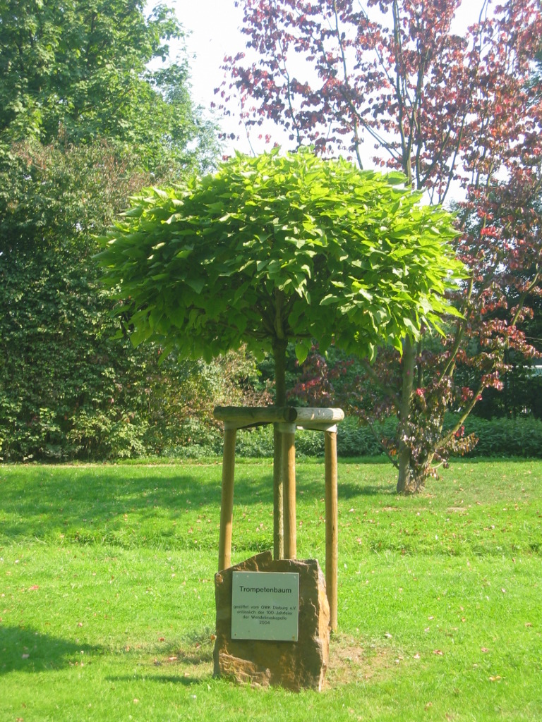 Trompetenbaum_Dieburg_Schlossgarten.jpg