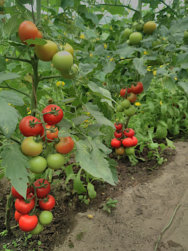 tomaten_30.06.24.jpg