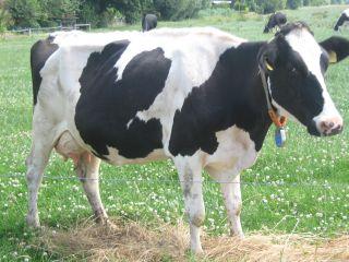 bkw81vg8g2hipetga.jpg