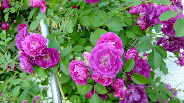 41001777vv.jpg