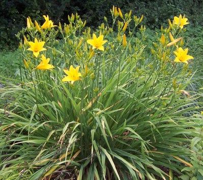 hemerocallis-3.jpg